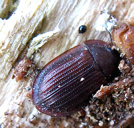 Ostoma ferruginea (Linnaeus, 1758)