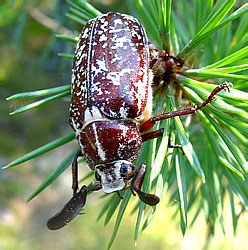 Polyphylla fullo (Linnaeus, 1758)