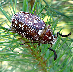 Polyphylla fullo (Linnaeus, 1758)