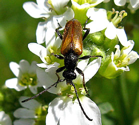 Pseudovadonia livida (Fabricius, 1776)