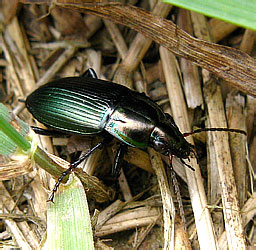 Poecilus versicolor (Sturm, 1824)