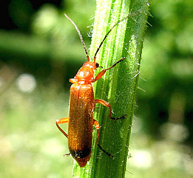 Rhagonicha fulva (Scopoli, 1763)