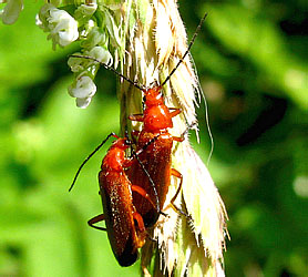 Rhagonicha fulva (Scopoli, 1763)