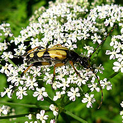 Rutpela maculata (Poda, 1761)