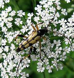 Rutpela maculata (Poda, 1761)