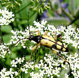 Rutpela maculata (Poda, 1761)