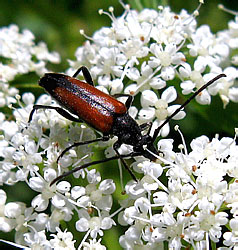 Stenurella melanura (Linnaeus, 1758)