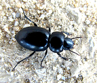 Pachychila sp.