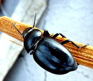 Pachychila sp.