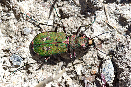 Cicindela campestris Linnaeus