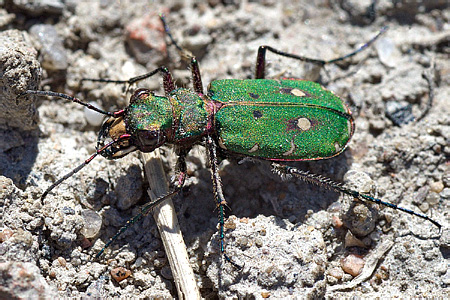 Cicindela campestris Linnaeus