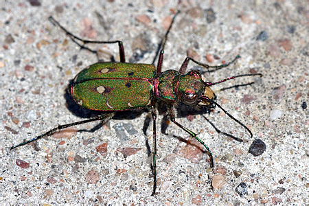 Cicindela campestris Linnaeus