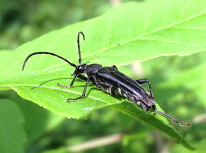 Leptura aethiops Poda