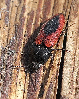 Ampedus sanguinolentus Schrank