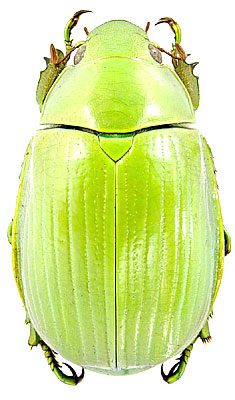 Chrysina costata (Blanchard, 1850)