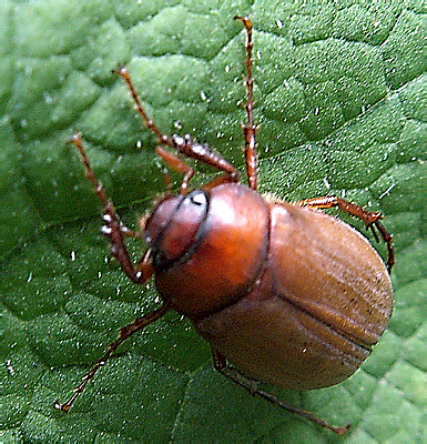 Hilyotrogus bicoloreus