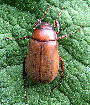 Hilyotrogus bicoloreus