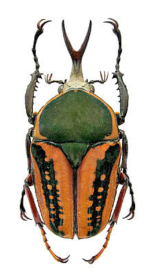 Megalorrhina harrisi procera Kolbe, 1884