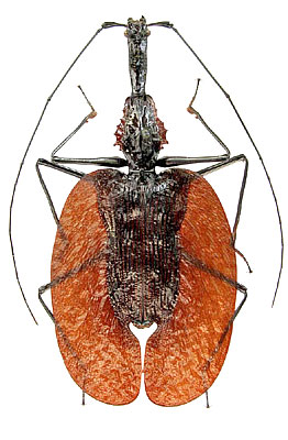 Mormolyce phyllodes Hagenbach, 1825