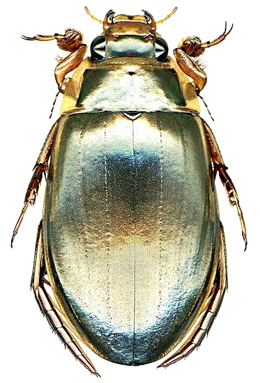 Dytiscus czerskii Zaitz., 1953