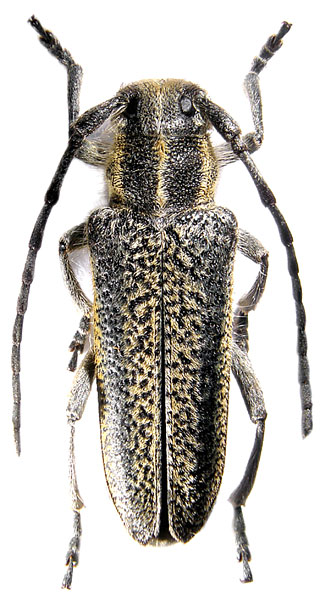 Oxylia argentata