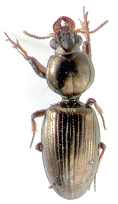 Dyschirius arenosus