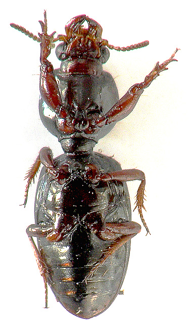 Dyschirius arenosus