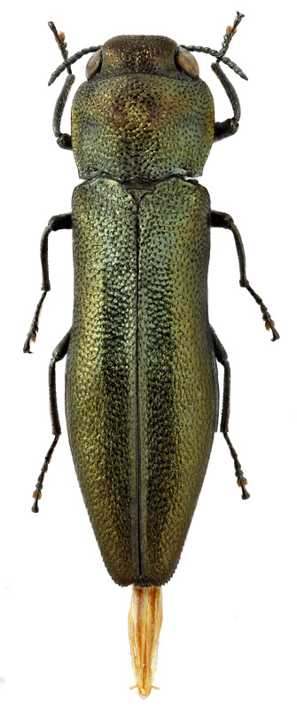 Agrilus alutaceicollis Obenberger