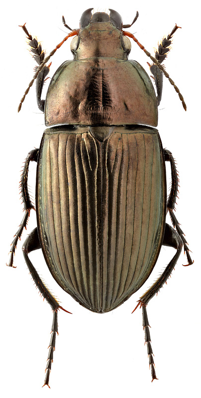 Amara eurynota Pz.