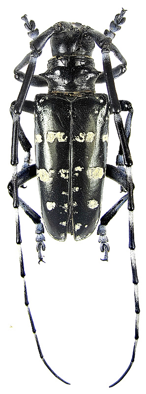 Anoplophora glabripennis (Motsch., 1854)