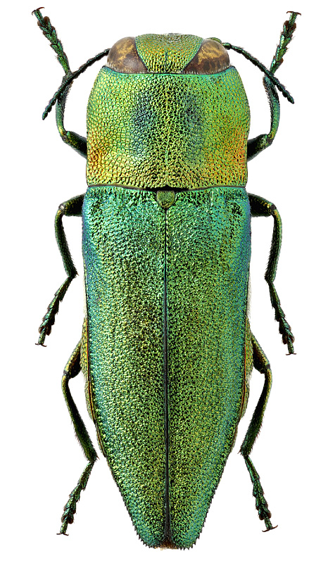 Cratomerus (s.str.) diadema schelkovnikovi Obenb.