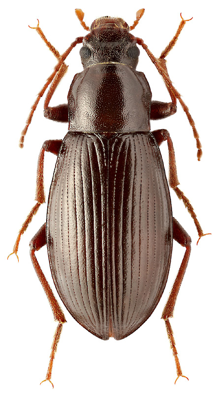 Armenochelops armeniacus Nabozhenko