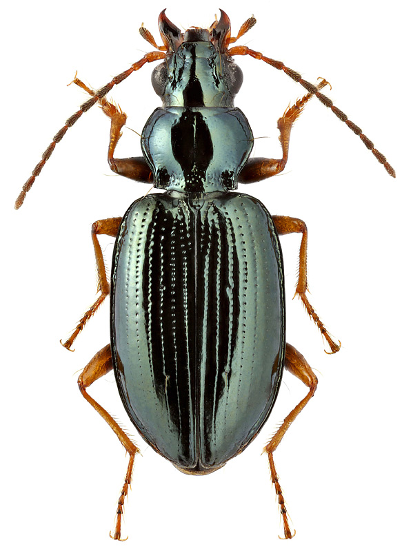 Bembidion adygorum Bel. & Sok., 1996