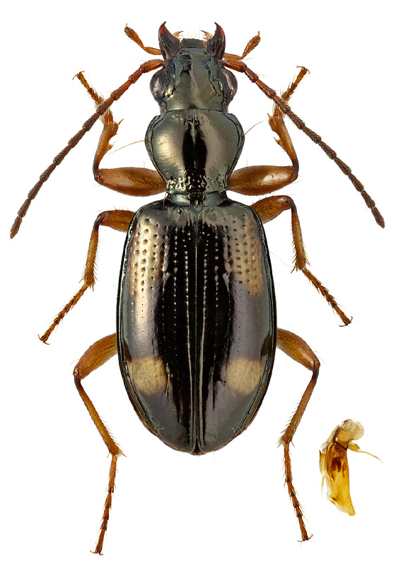 Bembidion tetrasemum Chaud.