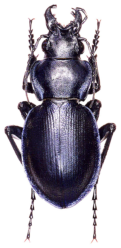 Callisthenes (s. str.) akkolicus akkolicus Obydov et Gottwald, 2002