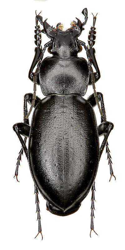 Carabus (Tomocarabus) bessarabicus Fisch., 1823