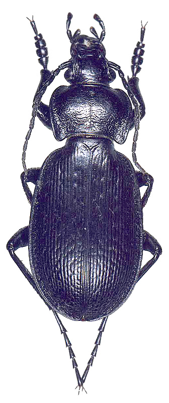 Carabus (Morphocarabus) tarbagataicus tarbagataicus Kraatz, 1878