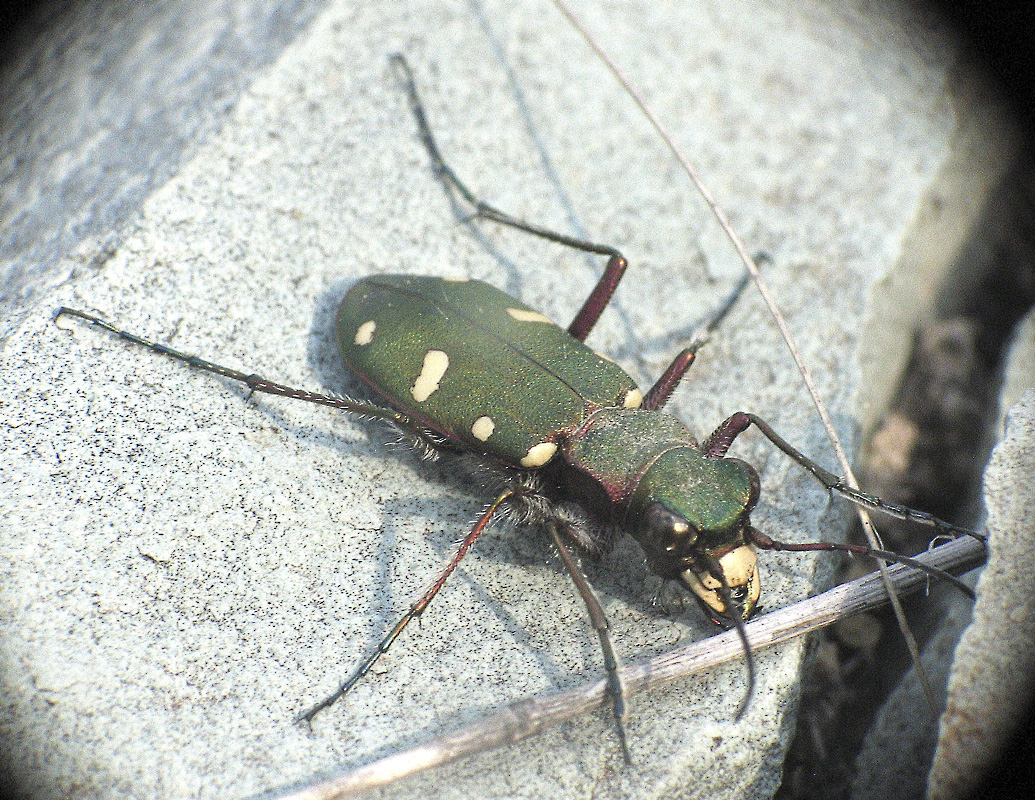 Cicindela (Cicindela) asiatica asiatica Audoin et Brulle, 1839