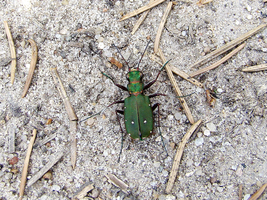 Cicindela campestris Linnaeus, 1758