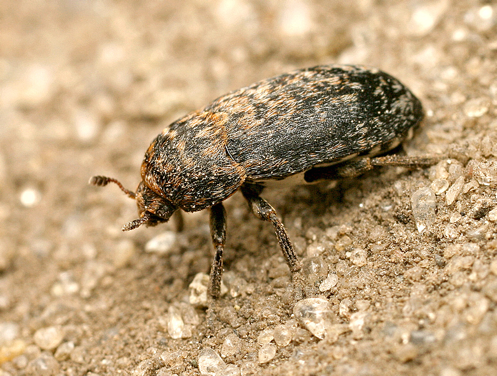 Dermestes gyllenhali