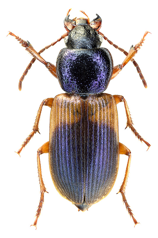 Gynandromorhus etruscus (Quensel, 1806)