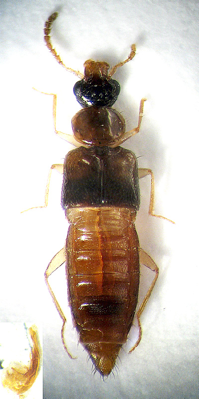 Gyrophaena pulchella Heer, 1839