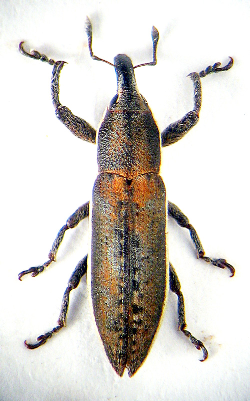 Lixus (Compsolixus) albomarginatus Boheman, 1843 - det. .. 