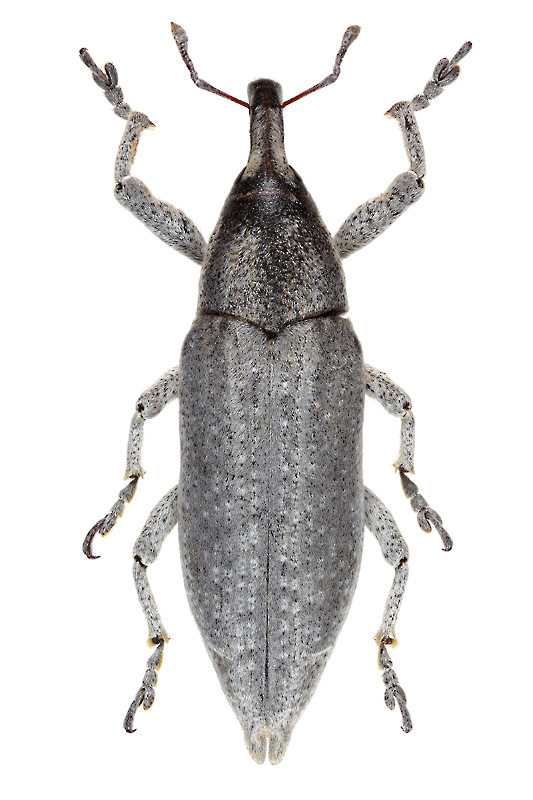 Lixus canescens Fischer, 1835