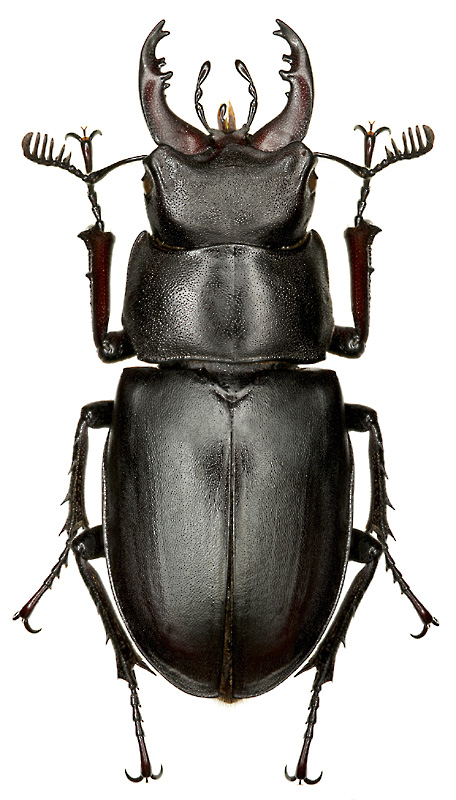 Lucanus ibericus Motsch., 1845