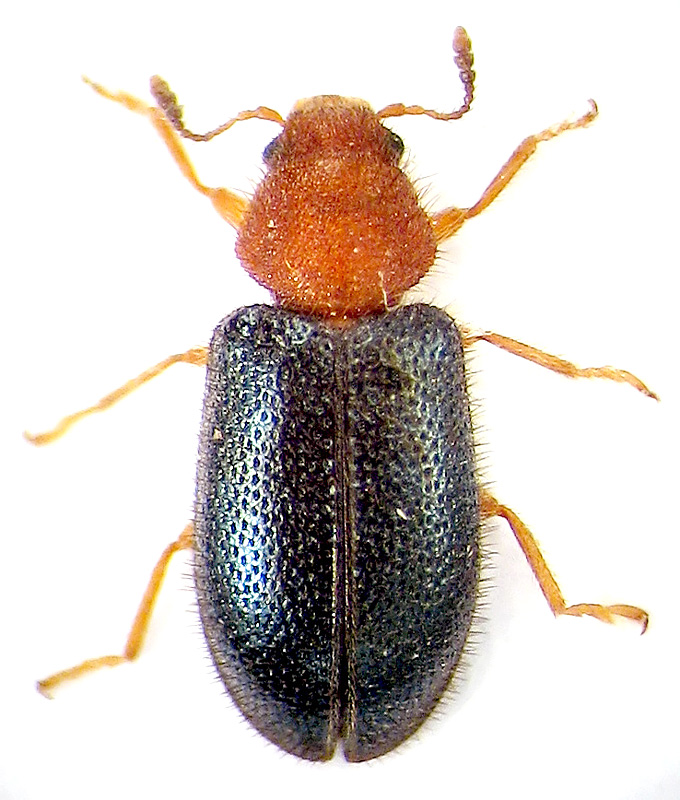 Opetiopalpus scutellaris (Panzer, 1797)