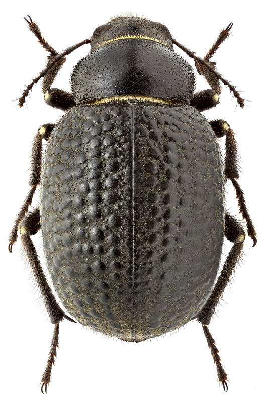 Pachyscelis gemmans Baudi