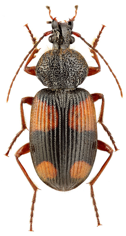 Panagaeus japonicus Chaud.