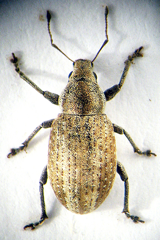 Pholicodes inauratus arzanovi Davidian, 1992 - det. .. 