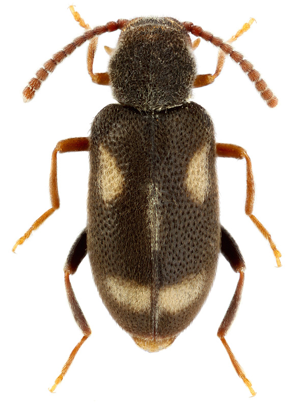 Phytobaenus amabilis R.F.Sahlberg, 1834